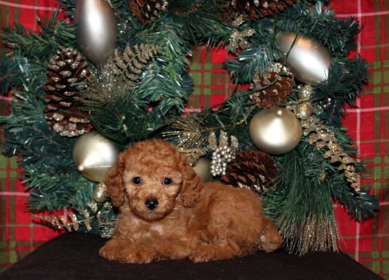 puppy, for, sale, Mini Poodle, Matthew B. Stoltzfus, dog, breeder, Gap, PA, dog-breeder, puppy-for-sale, forsale, nearby, find, puppyfind, locator, puppylocator, aca